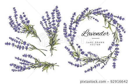 Lavender set with flower wreath and bouquets, vector illustration isolated. 92916642