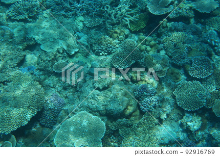沖繩的藍海 沖繩的藍海 92916769