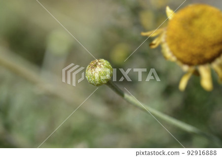 Yellow chamomile Yellow chamomile 92916888