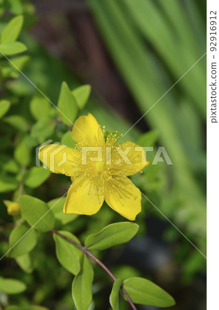 Aarons beard 92916912