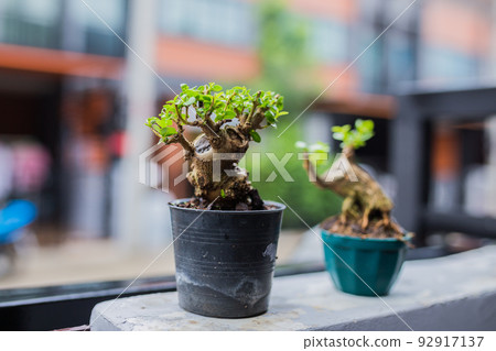 Mini bonsai tree in the flowerpot on bonsai stand a natural background Mini bonsai tree in the flowerpot on bonsai stand a natural background 92917137