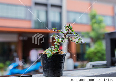 Mini bonsai tree in the flowerpot on bonsai stand a natural background Mini bonsai tree in the flowerpot on bonsai stand a natural background 92917140