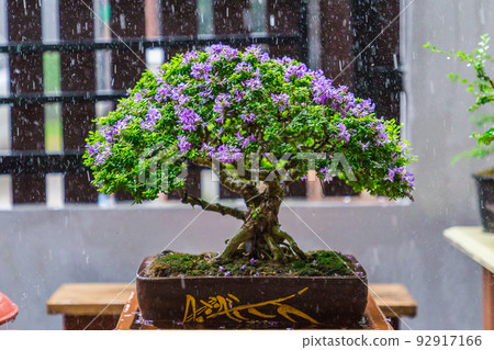 Mini bonsai tree in the flowerpot on bonsai stand a natural background Mini bonsai tree in the flowerpot on bonsai stand a natural background 92917166