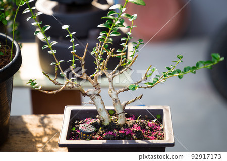 Mini bonsai tree in the flowerpot on bonsai stand a natural background Mini bonsai tree in the flowerpot on bonsai stand a natural background 92917173