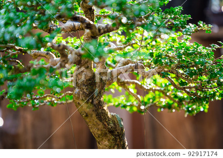 Mini bonsai tree in the flowerpot on bonsai stand a natural background Mini bonsai tree in the flowerpot on bonsai stand a natural background 92917174
