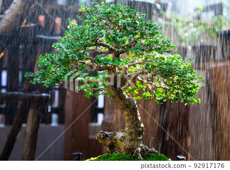 Mini bonsai tree in the flowerpot on bonsai stand a natural background Mini bonsai tree in the flowerpot on bonsai stand a natural background 92917176