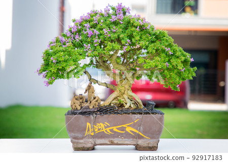 Mini bonsai tree in the flowerpot on bonsai stand a natural background 92917183