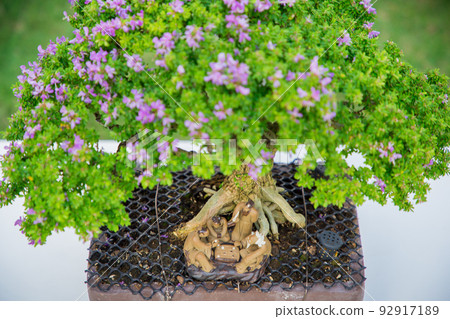 Mini bonsai tree in the flowerpot on bonsai stand a natural background Mini bonsai tree in the flowerpot on bonsai stand a natural background 92917189