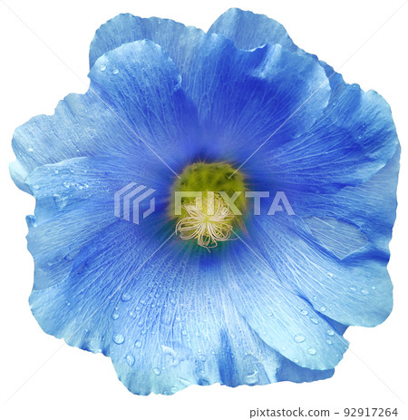 Blue Mallow flower on a white isolated... - Stock Photo [92917264] - PIXTA