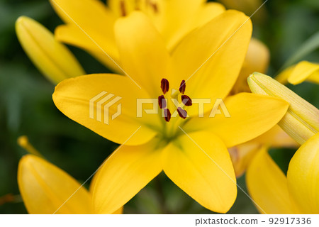 Yellow lily flowers 92917336