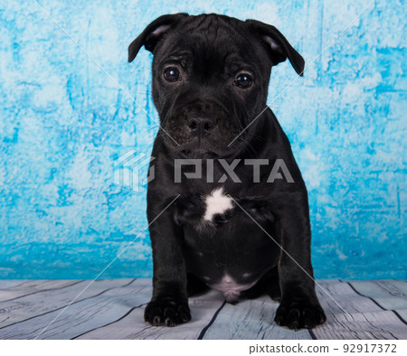 Black male American Staffordshire Bull Terrier dog puppy on blue background 92917372