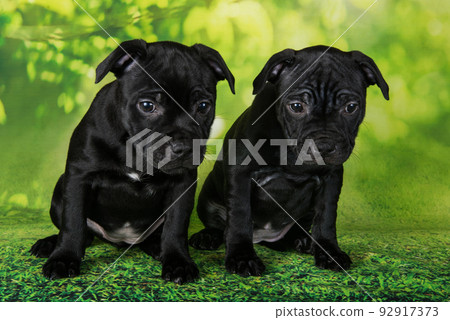 Two Black female American Staffordshire Bull Terrier dogs puppies on green background 92917373