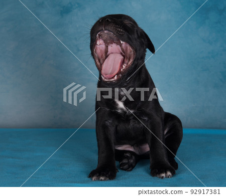 The puppy is yawning. Black male American Staffordshire Terrier dog or AmStaff puppy on blue background The puppy is yawning. Black male American Staffordshire Terrier dog or AmStaff puppy on blue background 92917381