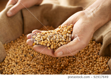 Caucasian male showing soybeans in his hands over burlap sack 92917649