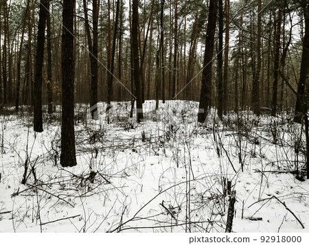 Winter in Kampinos National Park - Poland 92918000
