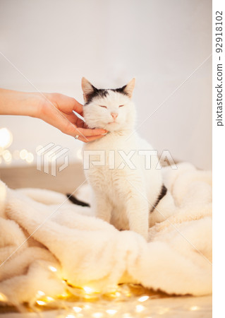 Cat love By the hand grip at hand. Funny black and white cat. 92918102