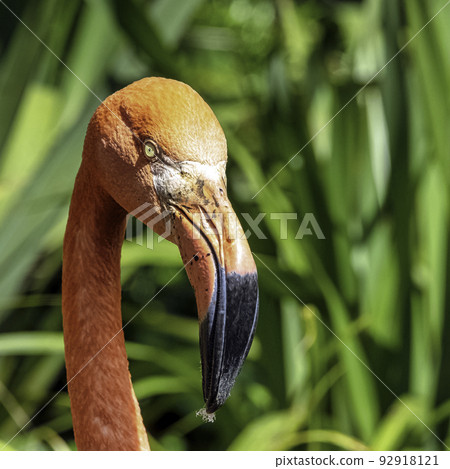 Phoenicopterus ruber known as Caribbean flamingo 92918121