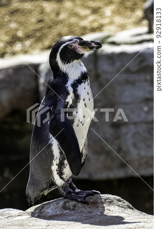 Humboldt penguin (Spheniscus humboldti) 92918133