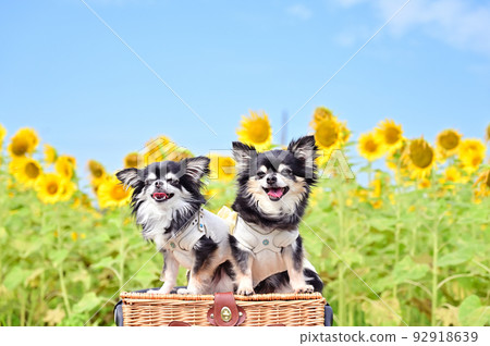 埼玉縣蓮田市內根的向日葵和奇瓦瓦向日葵田 92918639