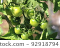 Bunch of green tomatoes, kitchen garden, unripe 92918794