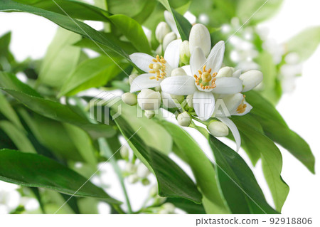 Orange tree branches with flowers, buds and leaves isolated on white Orange tree branches with flowers, buds and leaves isolated on white 92918806