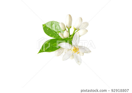 Orange tree white flowers bunch with water drops isolated on white Orange tree white flowers bunch with water drops isolated on white 92918807