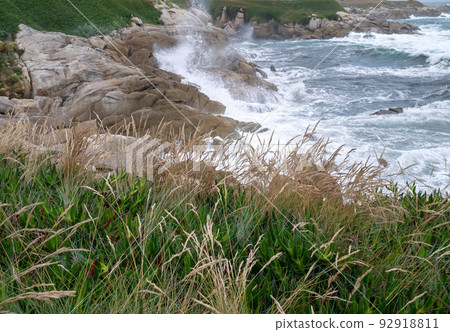 Festuca rubra grass or red fescue or creeping red fescue plants on the cliff Festuca rubra grass or red fescue or creeping red fescue plants on the cliff 92918811