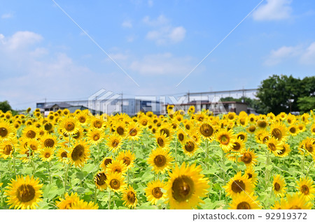 埼玉縣蓮田市向日葵園內根（蓮田向日葵園） 92919372