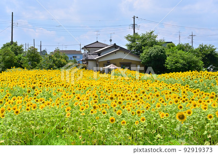 埼玉縣蓮田市向日葵園內根（蓮田向日葵園） 92919373