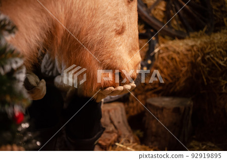 Christmas decorations on the stables. A beautiful pony with a wreath around his neck. Christmas tree with balloons, photo zone for The New Year. Pony eats from hands 92919895