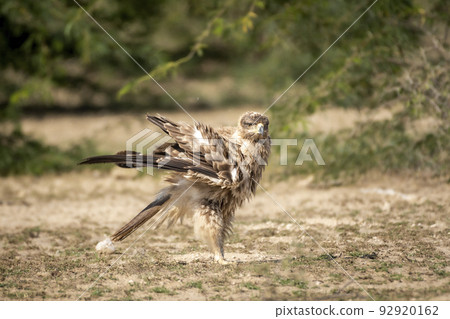 Tawny eagle or Aquila rapax bird of prey with full wingspan and beautiful wings display pattern closeup in natural green background at tal chhapar sanctuary rajasthan India asia 92920162