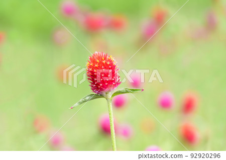 Sengoku no Hana 92920296