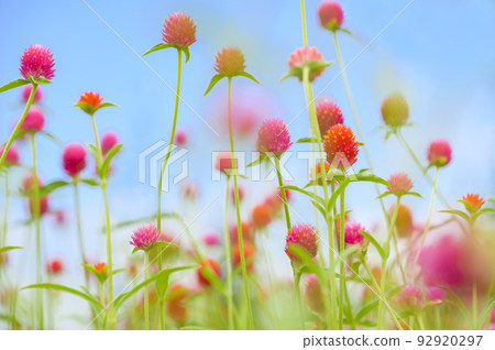 Sennichikurei that stretches toward the sky Sennichikurei that stretches toward the sky 92920297