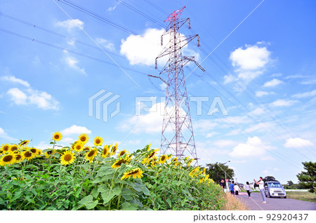 埼玉縣白岡市芝山沼澤附近的向日葵田 92920437
