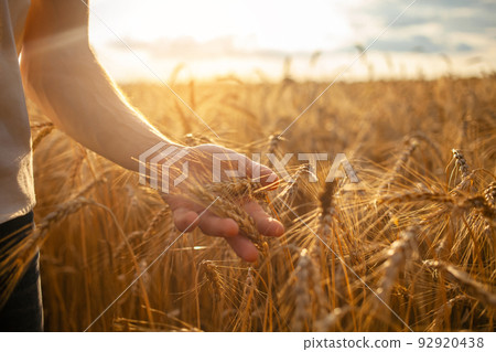 A man agronomist checks the quality of the crop. Ripe wheat, a field of barley. A human hand against the backdrop of sunset. Love of nature, agricultural business. bread. Grain, close up 92920438