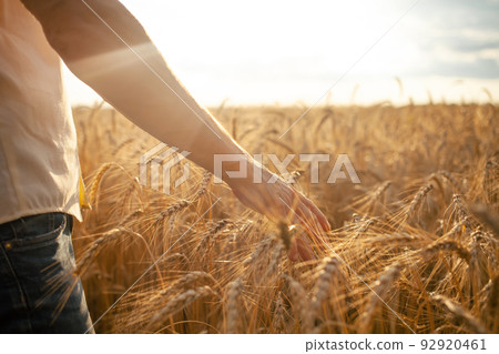 A man agronomist checks the quality of the crop. Ripe wheat, a field of barley. A human hand against the backdrop of sunset. Love of nature, agricultural business. bread. Grain, A man agronomist checks the quality of the crop. Ripe wheat, a field of barley. A human hand against the backdrop of sunset. Love of nature, agricultural business. bread. Grain, 92920461