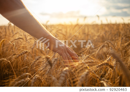 A man agronomist checks the quality of the crop. Ripe wheat, a field of barley. A human hand against the backdrop of sunset. Love of nature, agricultural business. bread. Grain, profits and losses 92920463