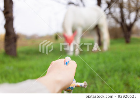 A beautiful white horse in a red hat eats green grass on a meadow. Pasture, nature flowering trees. spring Girl holds horse, walks on rope blurred background 92920523