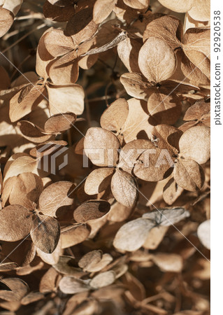 Autumn Dry flowers background. Textured hydrangea petals close-up. Stylish Floral poster. Soft focus Autumn Dry flowers background. Textured hydrangea petals close-up. Stylish Floral poster. Soft focus 92920538