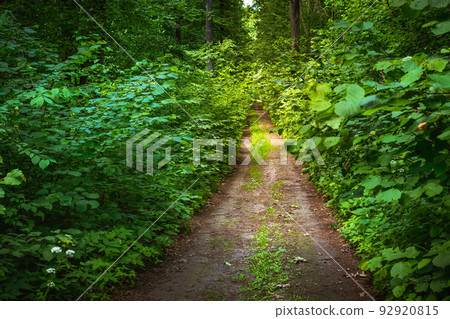 Dirt road in a green deciduous forest 92920815
