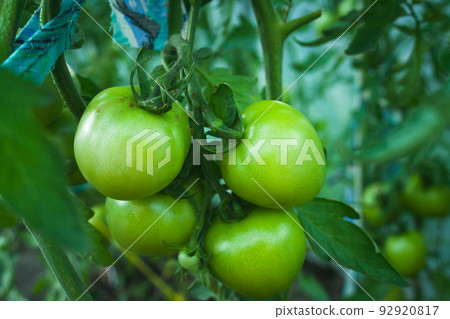A bunch of green tomatoes hanging on the bush A bunch of green tomatoes hanging on the bush 92920817