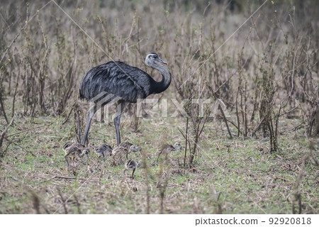 Greater Rhea with chicks, Rhea americana, Pantanal,Brazil 92920818
