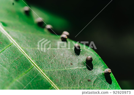 Abstract BANNER larvae of insect eggs ball shape accuracy lie beauty along edge of Green plant leaf surface. Amazing macro wildlife nature world High detail photo texture veins. Matte vintage effect Abstract BANNER larvae of insect eggs ball shape accuracy lie beauty along edge of Green plant leaf surface. Amazing macro wildlife nature world High detail photo texture veins. Matte vintage effect 92920973