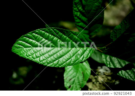Weeds in Senba Park, Mito City, Ibaraki Prefecture 92921043
