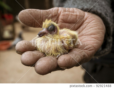 Istanbul, Turkey - April 29, 2022 - man holds baby pigeon in his hand Istanbul, Turkey - April 29, 2022 - man holds baby pigeon in his hand 92921488