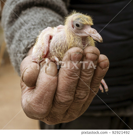 Istanbul, Turkey - April 29, 2022 - man holds baby pigeon in his hand Istanbul, Turkey - April 29, 2022 - man holds baby pigeon in his hand 92921492