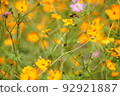 Cosmos orange 92921887