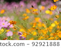 Cosmos orange 92921888