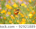Cosmos orange 92921889