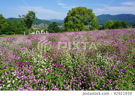 Green Hills Tsuyama in full bloom 92921939